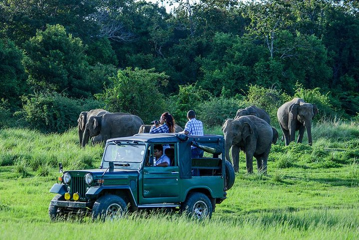 Udawalawe Safari Day Trip with Return Transport - All Inclusive - Photo 1 of 10